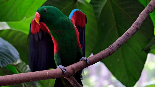 The eclectus parrots are native to regions of Oceania, particularly New Guinea and Australia.